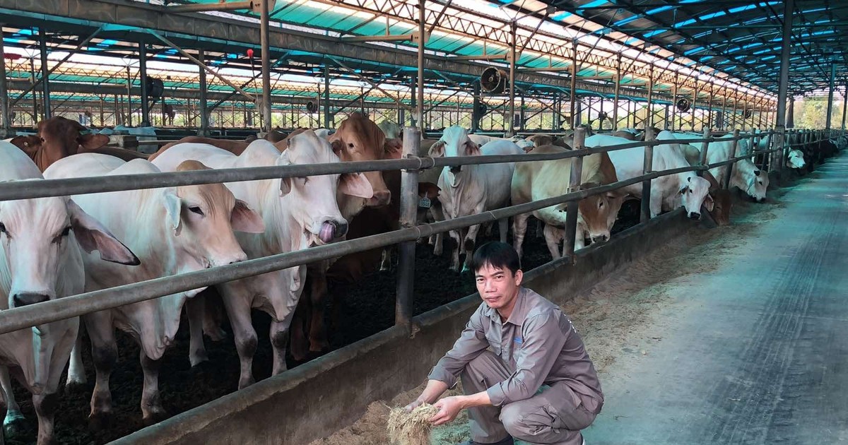Một mảng kinh doanh rất “khác” ở Hòa Phát- Ảnh 1. Một mảng kinh doanh rất “khác” ở Hòa Phát- Ảnh 1.