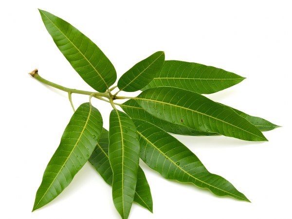 Cây người Việt chỉ ăn quả, không ngờ lá quý như "nhân sâm của người nghèo", ở quê mọc um tùm - Ảnh 3.