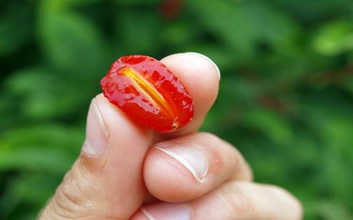Loại lá ở Việt Nam trồng bạt ngàn, xưa rụng đầy gốc không ngờ sang "trời tây" có giá 7 triệu đồng - Ảnh 4.