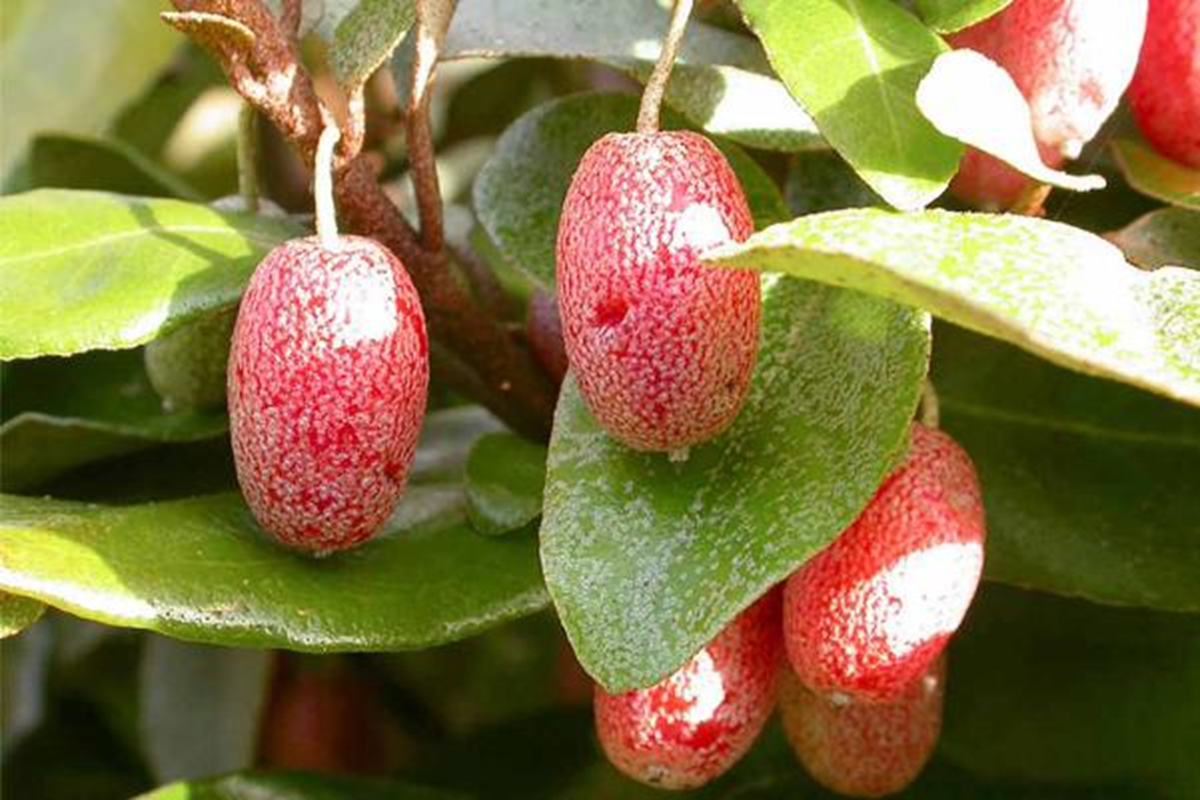 Loại cây ở Việt Nam trồng bạt ngàn, sang "trời tây" có giá 3 triệu - Ảnh 1.