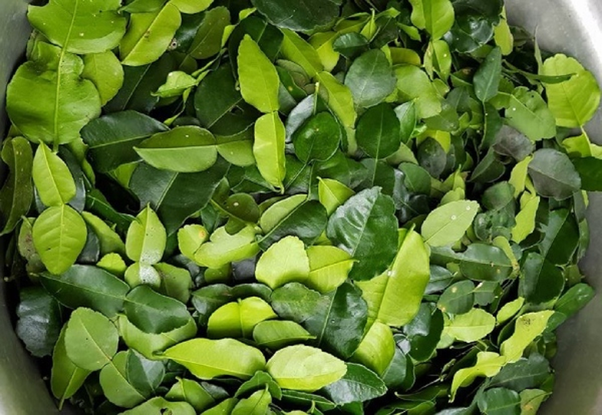 Loại cây ở Việt Nam trồng bạt ngàn, sang "trời tây" giá 7 triệu đồng - Ảnh 2.