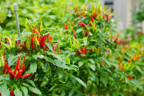 Loại quả thuộc nhóm "tốt nhất thế giới", ở Việt Nam vừa nhiều vừa rẻ - Ảnh 1.