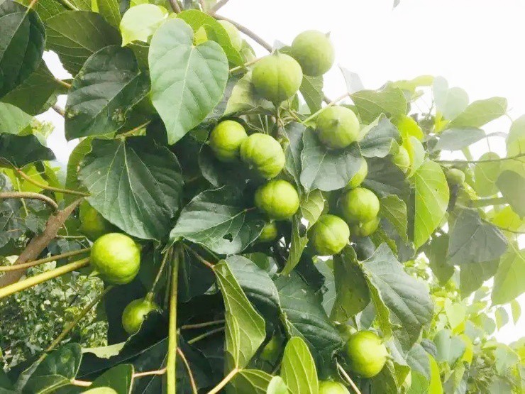 Cây dại có tên lạ xưa không ai ngó nay giá đắt đỏ, hái bán đếm tiền không kịp - Ảnh 1.