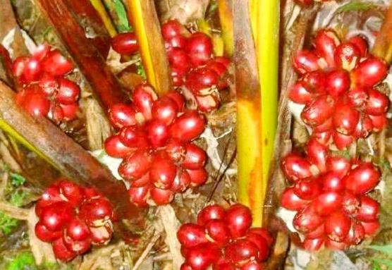 Quả dại ở quê không ai ăn không ngờ là "mỏ vàng", 300.000 đồng/kg - Ảnh 2.