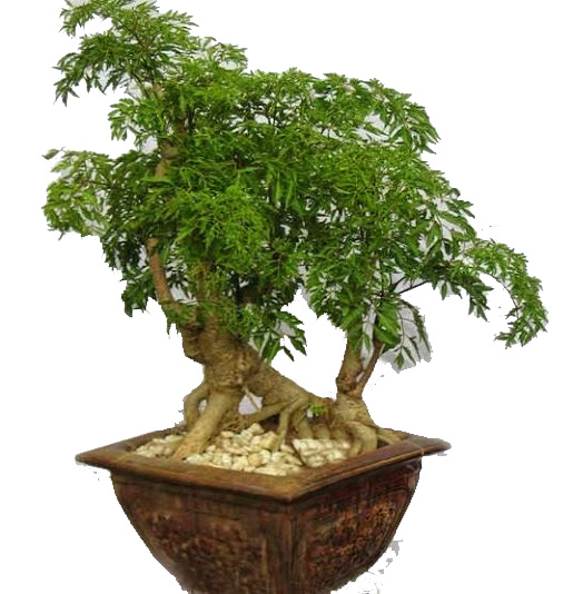 Cây đinh lăng - loài cây "nhỏ mà có võ" - Ảnh 1.