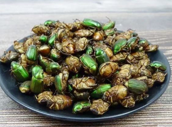 Loài vật từng là "kẻ thù nhà nông", nay hoá đặc sản đắt đỏ, hơn 500.000 đồng/kg - Ảnh 3.