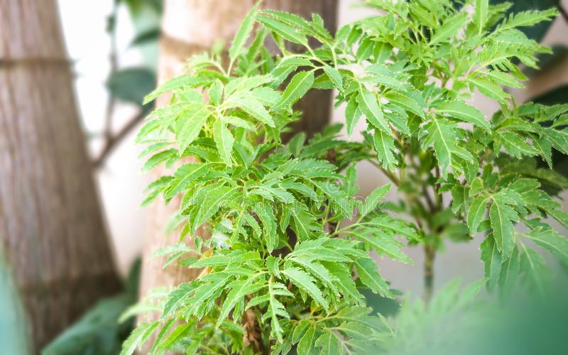 Loại hạt đắt đỏ bậc nhất thế giới, hóa ra là loài cây quen thuộc ở Việt Nam - Ảnh 4.