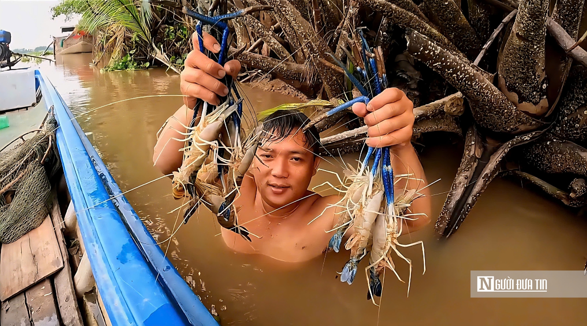Theo chân thợ lặn miền Tây săn tôm, có ngày bỏ túi tiền triệu- Ảnh 11.