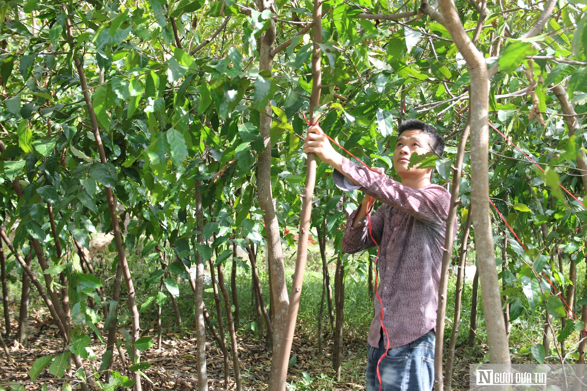 Người dân làng cây cảnh lớn nhất Nghệ An lo mất Tết vì cây ngã đổ, chết khô sau bão- Ảnh 12.