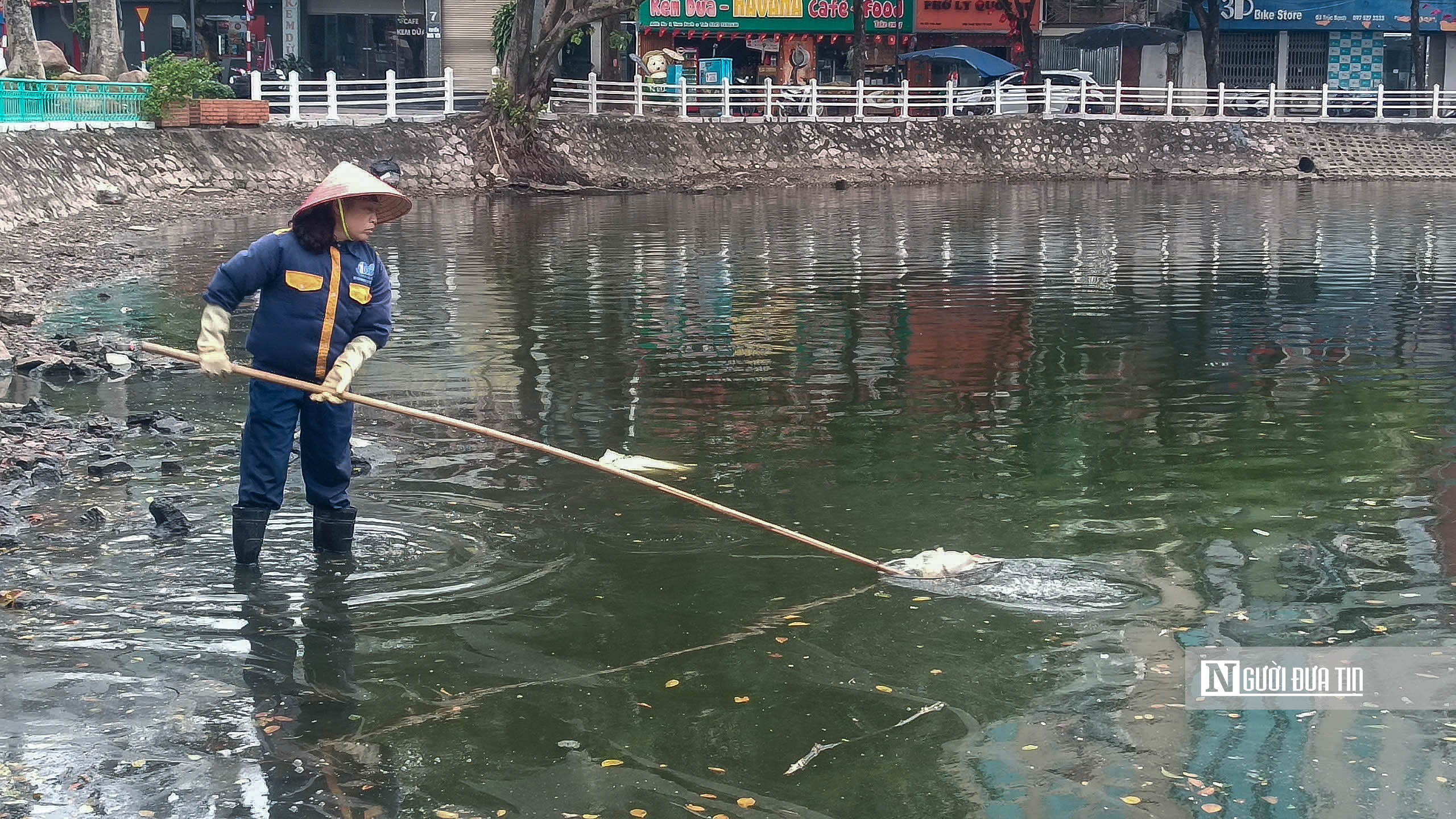 Hà Nội: Công nhân tất bật thu gom cá chết ở hồ Trúc Bạch- Ảnh 9. Hà Nội: Công nhân tất bật thu gom cá chết ở hồ Trúc Bạch- Ảnh 9.