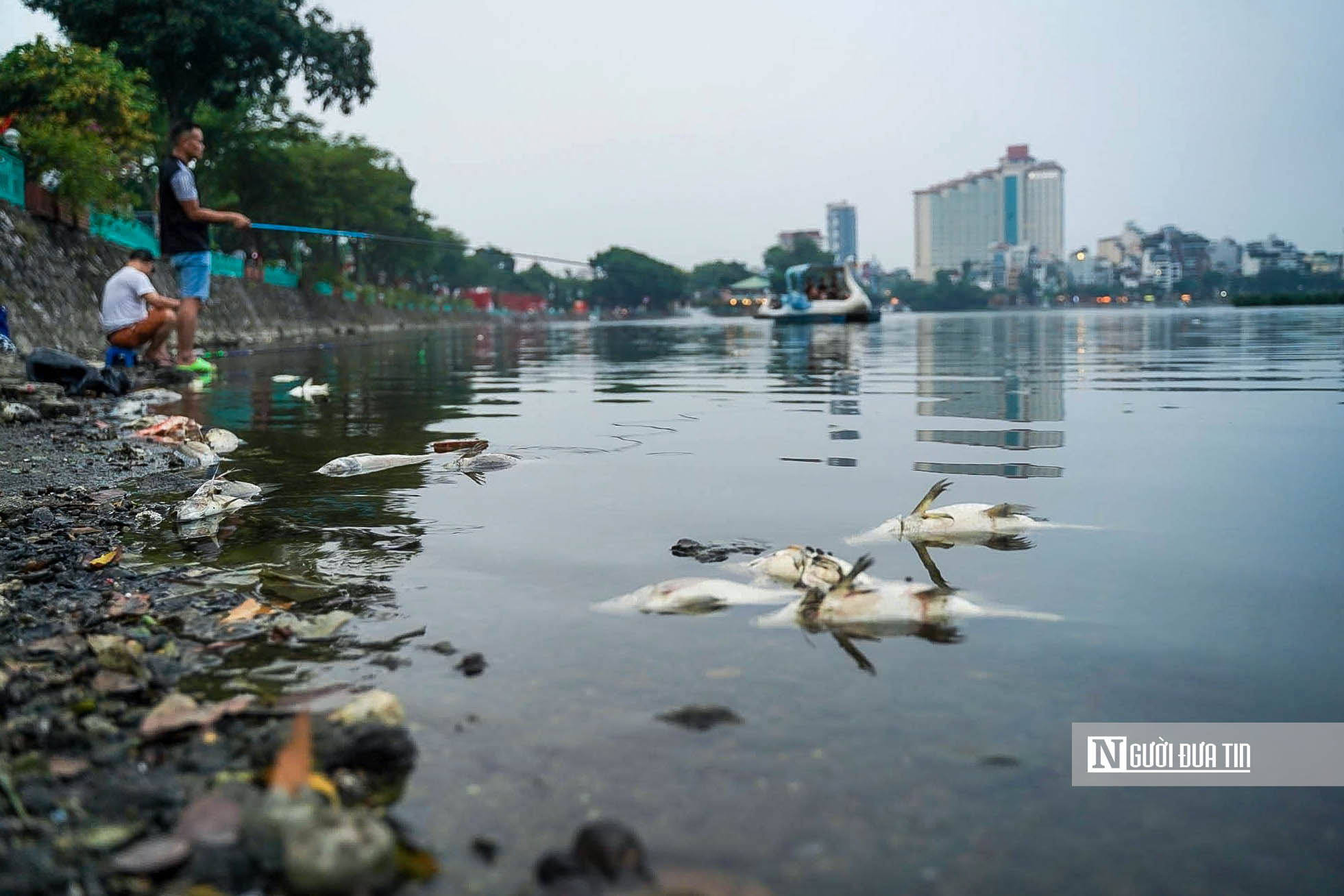 Hà Nội: Công nhân tất bật thu gom cá chết ở hồ Trúc Bạch- Ảnh 1. Hà Nội: Công nhân tất bật thu gom cá chết ở hồ Trúc Bạch- Ảnh 1.