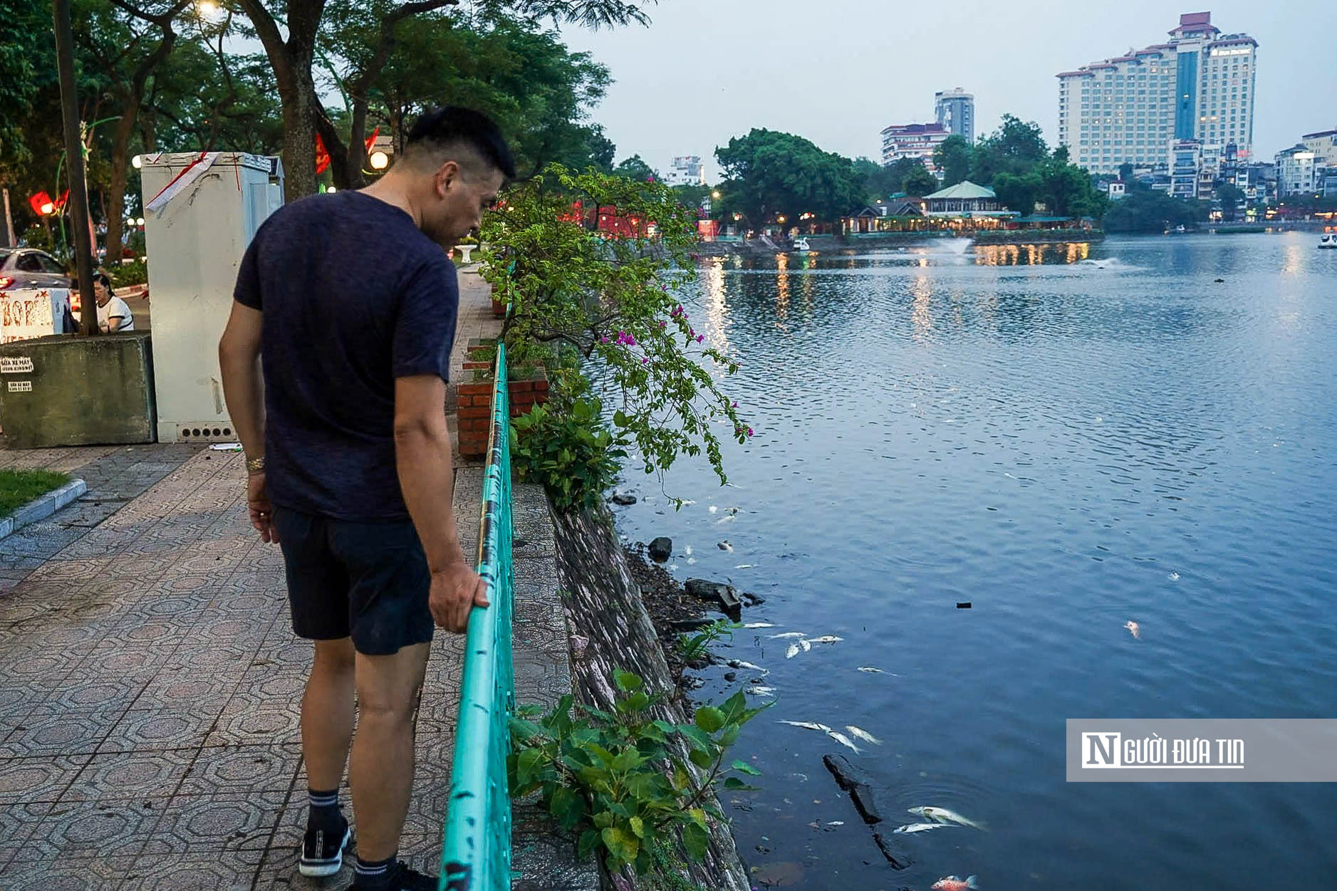 Hà Nội: Công nhân tất bật thu gom cá chết ở hồ Trúc Bạch- Ảnh 5. Hà Nội: Công nhân tất bật thu gom cá chết ở hồ Trúc Bạch- Ảnh 5.
