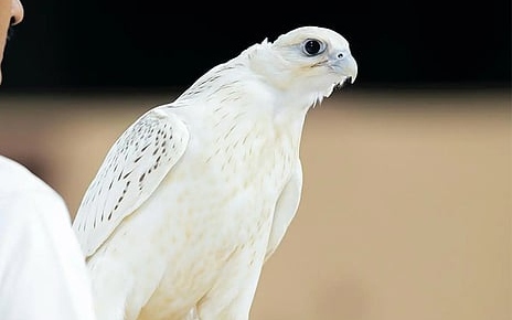 Con chim ưng được bán với giá 2,4 tỷ đồng - Ảnh 2.