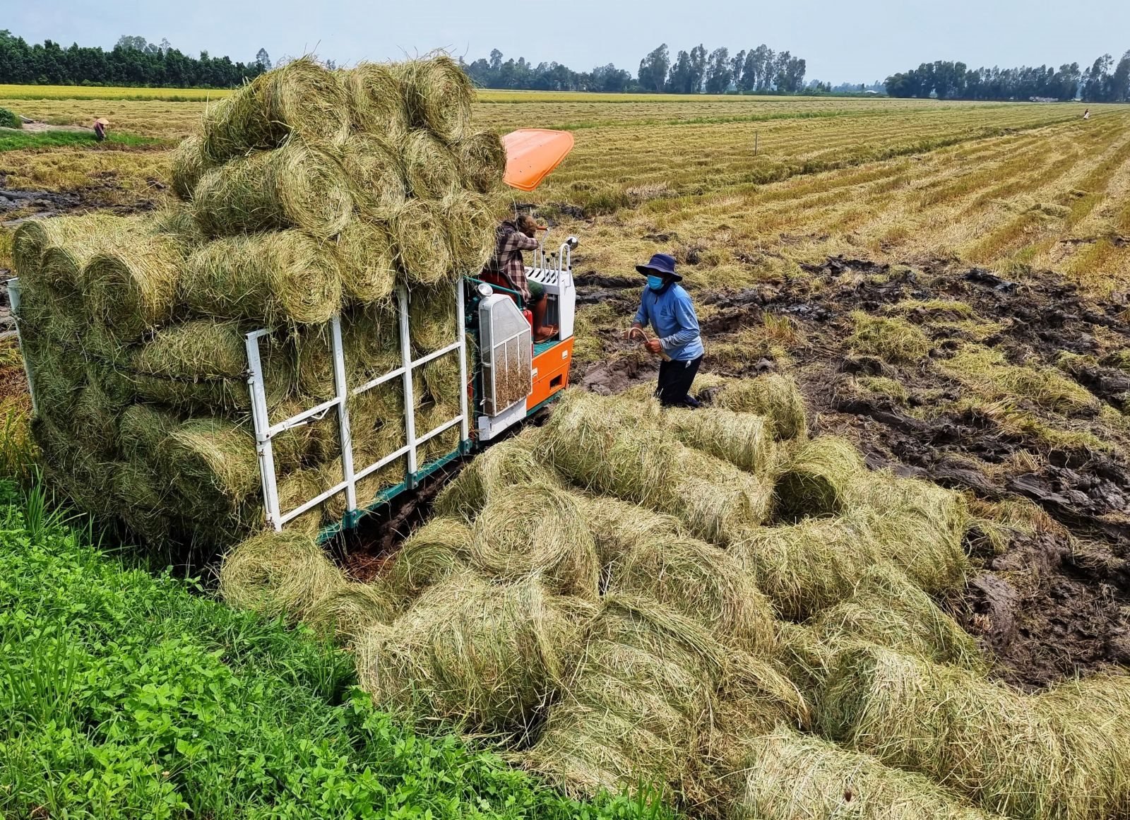 Rơm rạ, mo cau... và bài toán thúc đẩy kinh tế tuần hoàn- Ảnh 2. Rơm rạ, mo cau... và bài toán thúc đẩy kinh tế tuần hoàn- Ảnh 2.