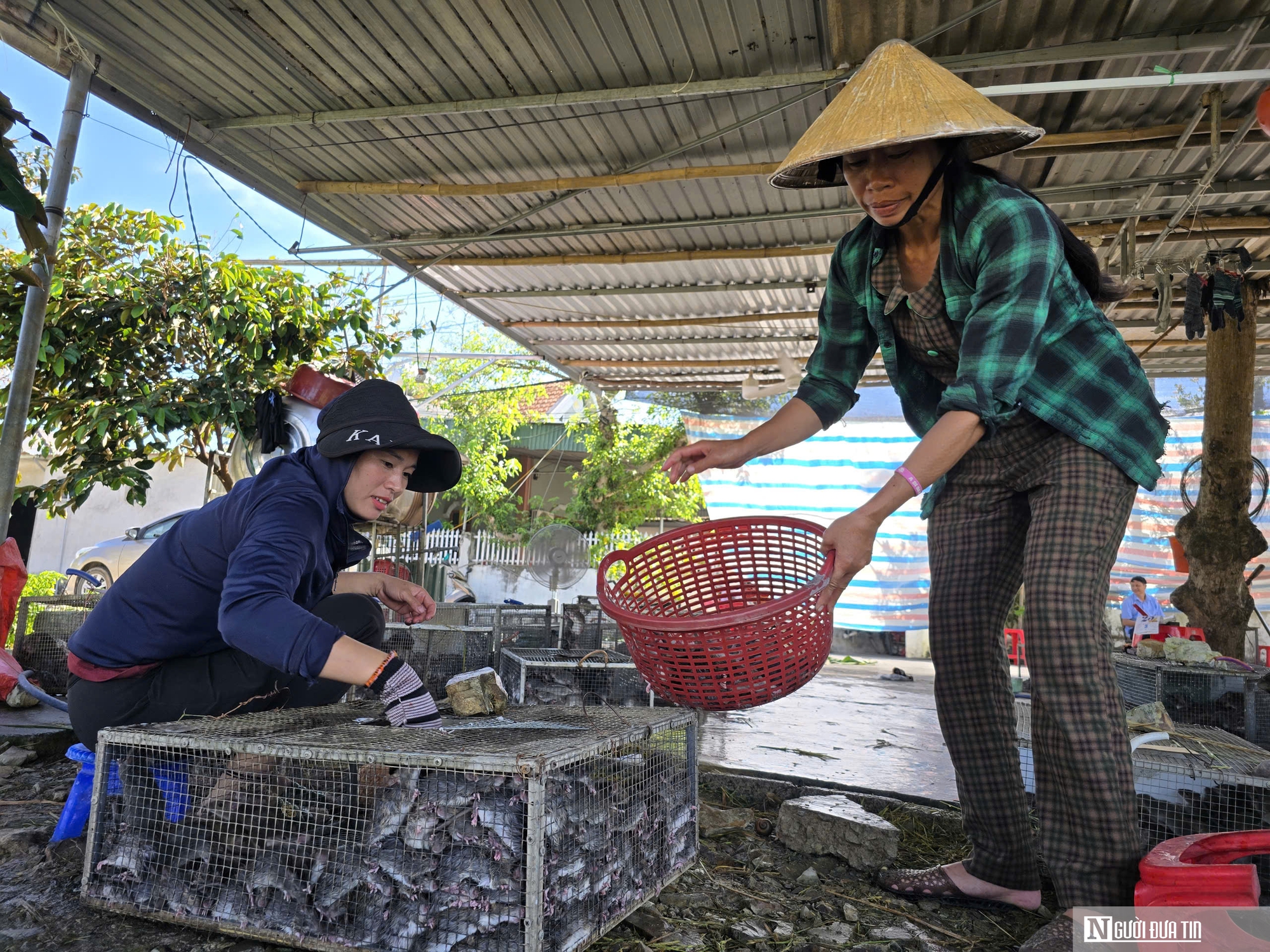 Săn con “ăn tàn phá hoại”, người nông dân kiếm tiền triệu mỗi ngày- Ảnh 3. Săn con “ăn tàn phá hoại”, người nông dân kiếm tiền triệu mỗi ngày- Ảnh 3.