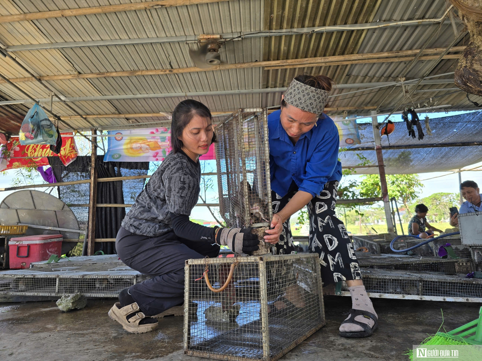 Săn con “ăn tàn phá hoại”, người nông dân kiếm tiền triệu mỗi ngày- Ảnh 5. Săn con “ăn tàn phá hoại”, người nông dân kiếm tiền triệu mỗi ngày- Ảnh 5.