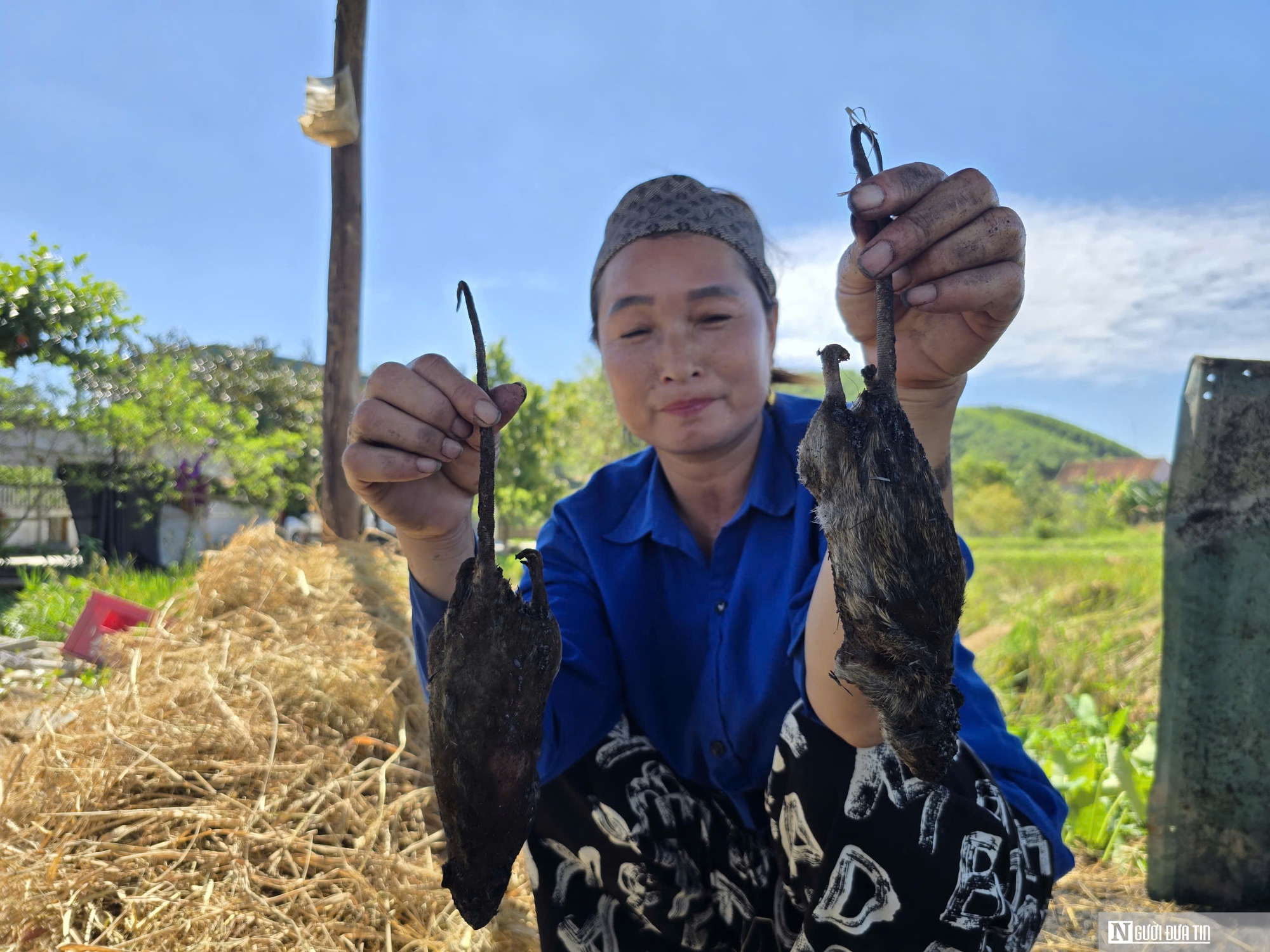 Săn con “ăn tàn phá hoại”, người nông dân kiếm tiền triệu mỗi ngày- Ảnh 8. Săn con “ăn tàn phá hoại”, người nông dân kiếm tiền triệu mỗi ngày- Ảnh 8.