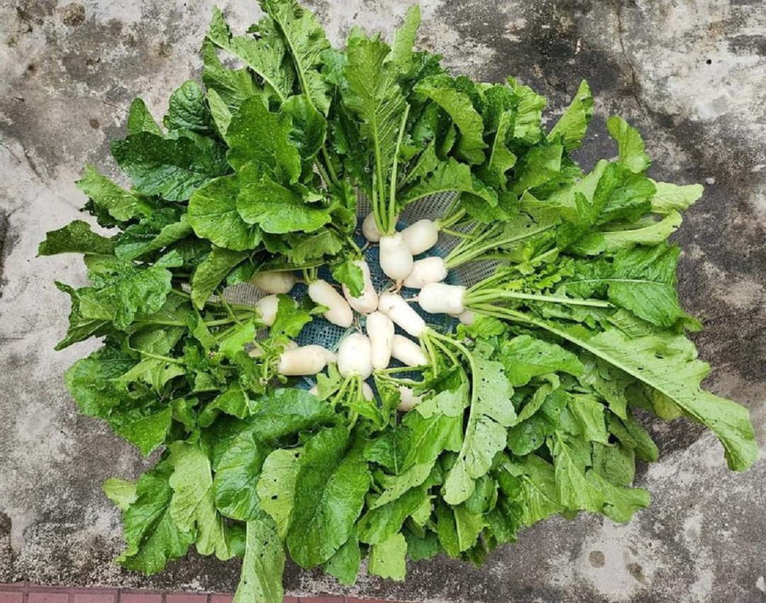 Đừng chỉ ăn lá, củ loại cây này quý như "nhân sâm người nghèo" nhà nào cũng ăn mà không hay biết- Ảnh 1.