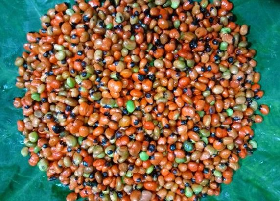 Loại hạt đắt đỏ bậc nhất thế giới, giá tới 240 triệu đồng/kg, chỉ có ở Việt Nam- Ảnh 5. Loại hạt đắt đỏ bậc nhất thế giới, giá tới 240 triệu đồng/kg, chỉ có ở Việt Nam- Ảnh 5.