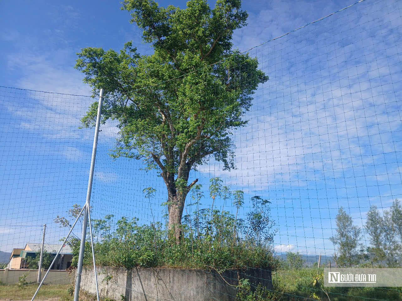 Chuyện kỳ lạ về 4 cây Kơ nia hàng trăm tuổi che mát cả ngôi trường- Ảnh 3. Chuyện kỳ lạ về 4 cây Kơ nia hàng trăm tuổi che mát cả ngôi trường- Ảnh 3.