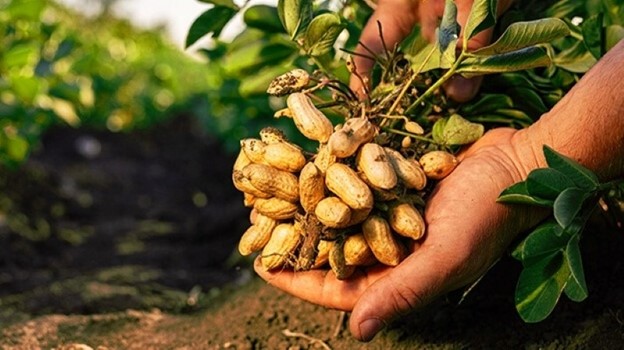 "Quả trường sinh" mọc trong đất, bổ dưỡng chẳng kém nhân sâm tổ yến - Ảnh 1.