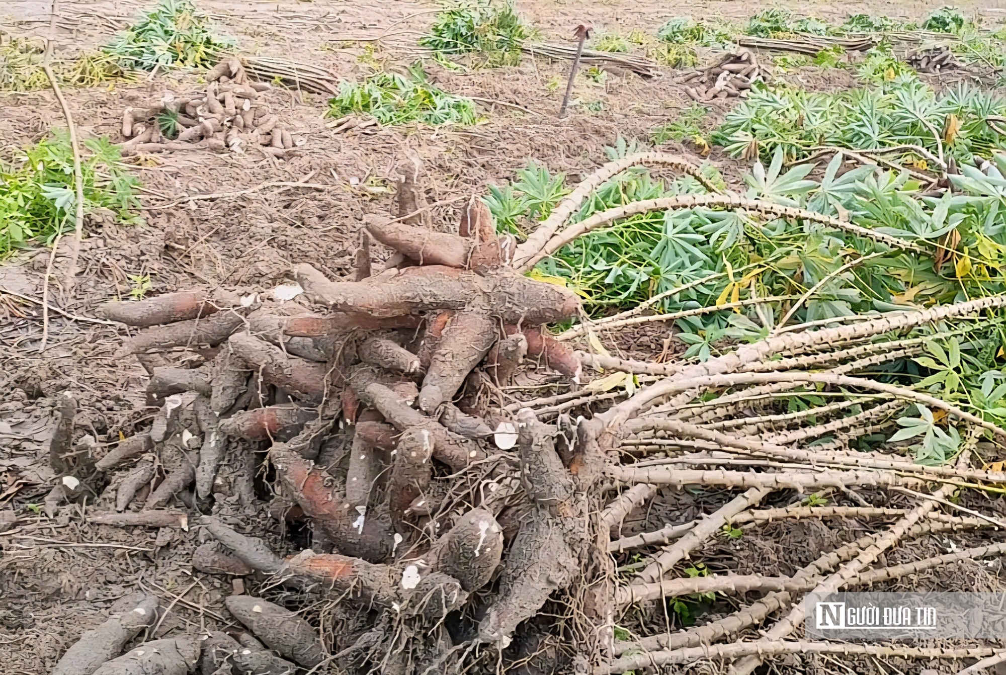 Giá sắn lao dốc, nông dân “càng làm càng lỗ”- Ảnh 1. Giá sắn lao dốc, nông dân “càng làm càng lỗ”- Ảnh 1.