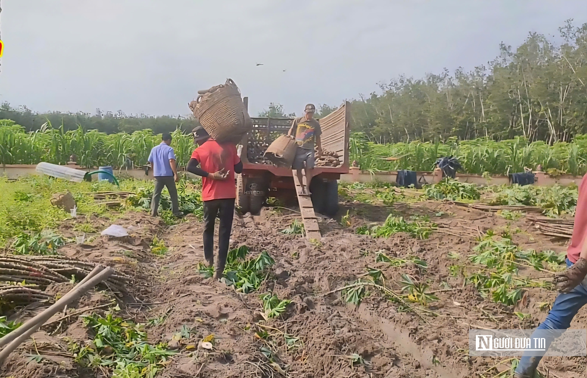 Giá sắn lao dốc, nông dân “càng làm càng lỗ”- Ảnh 2. Giá sắn lao dốc, nông dân “càng làm càng lỗ”- Ảnh 2.