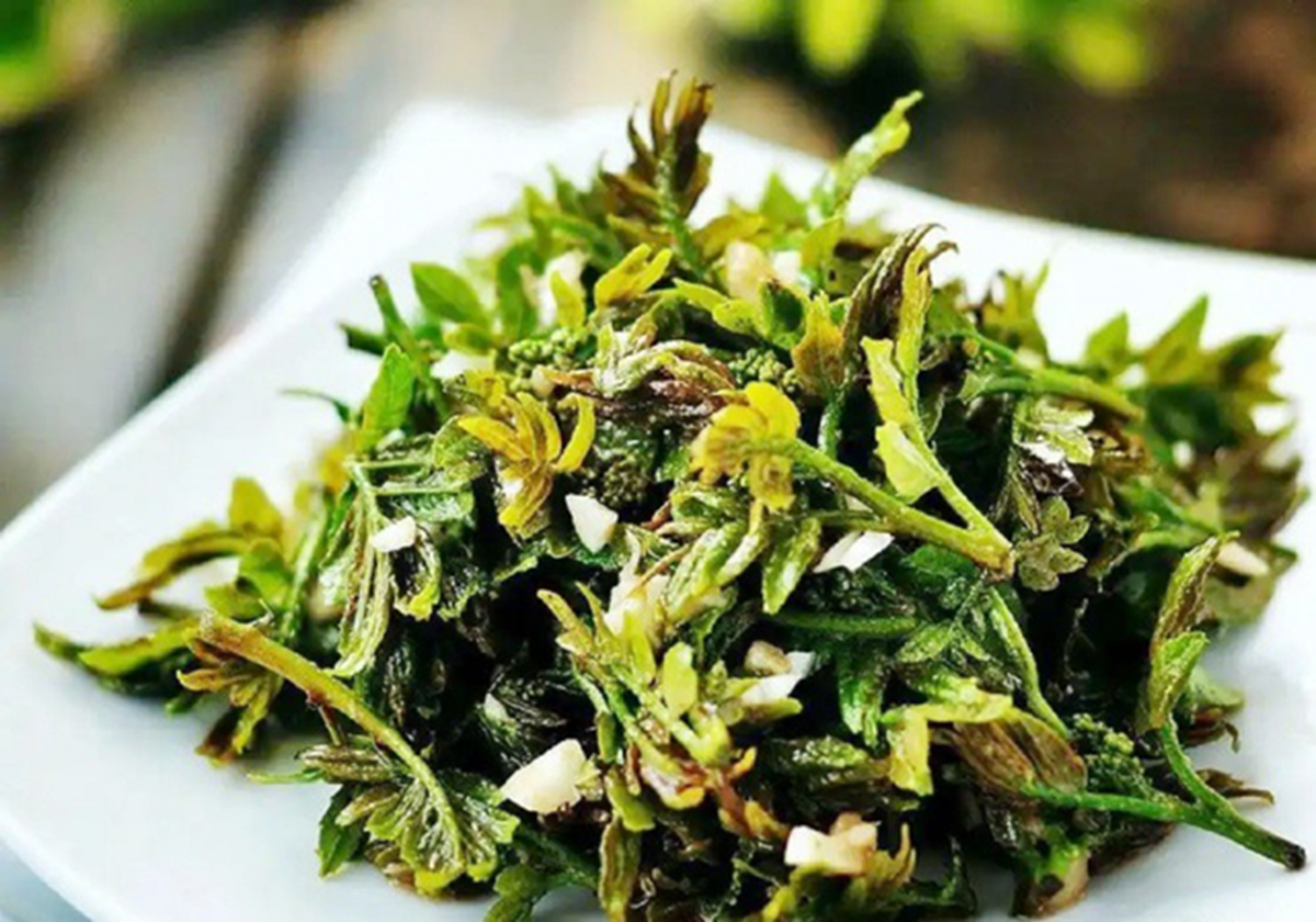Cây xưa chỉ trồng lấy quả, nay hái lá đem bán thu bội tiền - Ảnh 2.