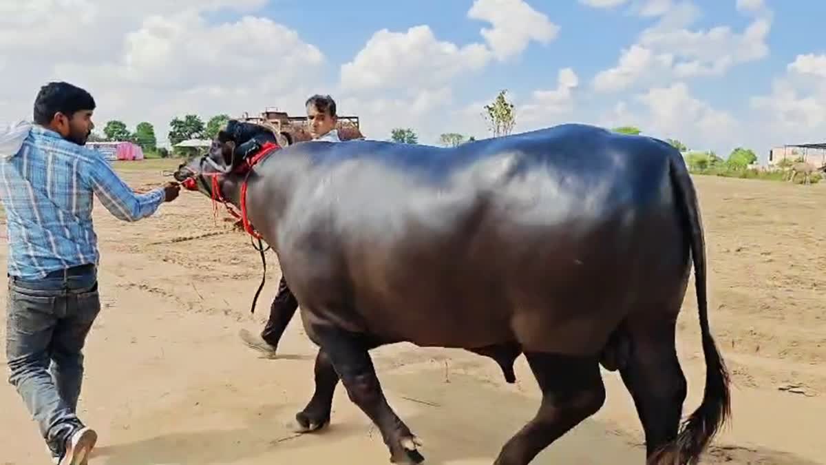 Con trâu đực được trả 9 tỷ đồng, người đàn ông vẫn quyết không bán - Ảnh 1.