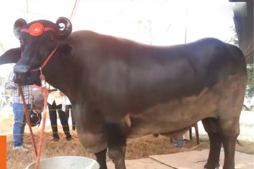 Con trâu khổng lồ giá 69 tỷ đồng, chủ chần chừ "chưa ưng bán" - Ảnh 1.