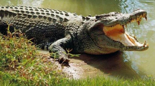 Thiếu nữ 15 tuổi đuối nước tử vong sau khi bị cá sấu kéo xuống sông - Ảnh 1.