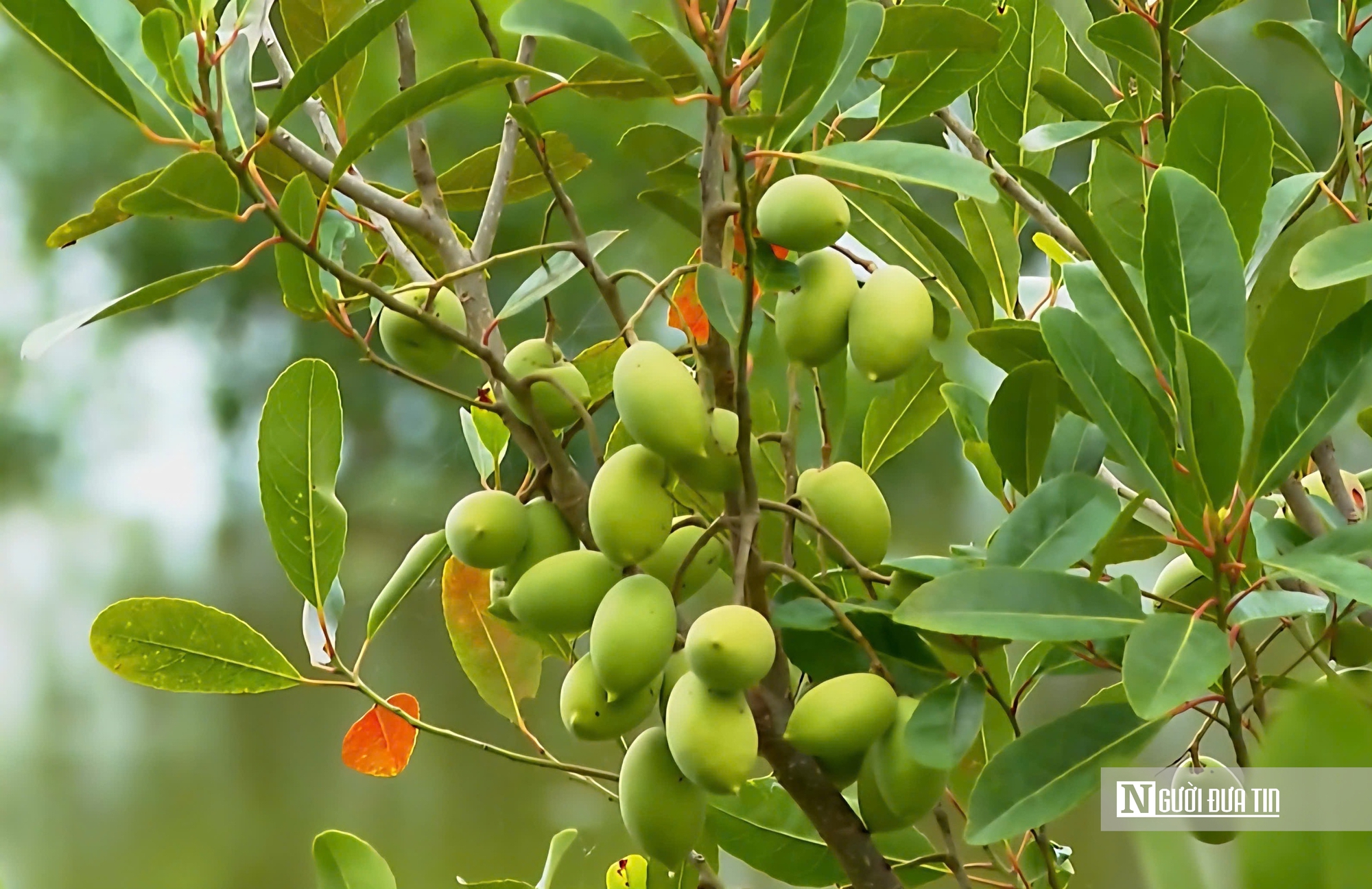 Thứ quả chua chát mùa nước nổi miền Tây, một khi đã nếm khó lòng quên- Ảnh 1. Thứ quả chua chát mùa nước nổi miền Tây, một khi đã nếm khó lòng quên- Ảnh 1.