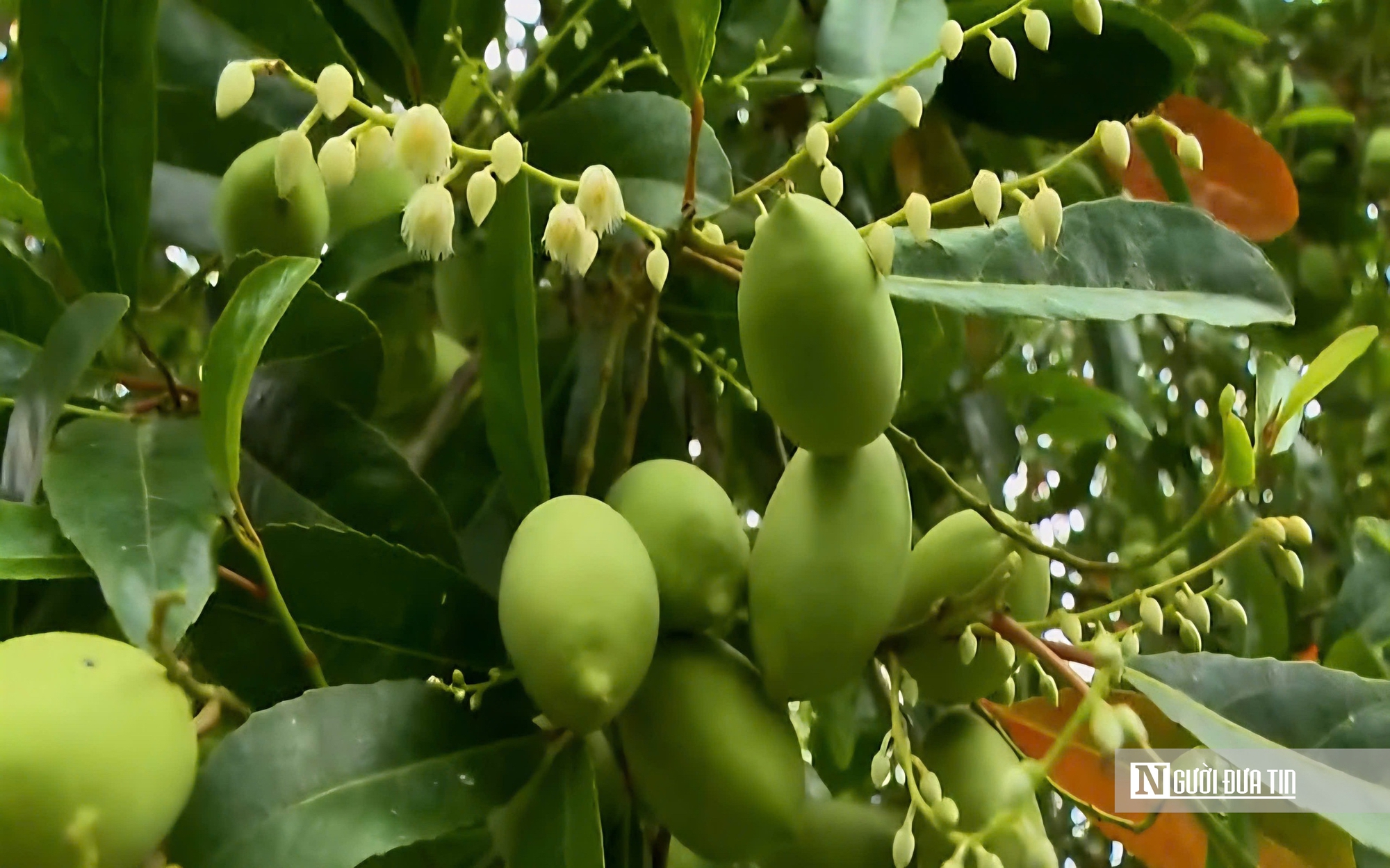 Thứ quả chua chát mùa nước nổi miền Tây, một khi đã nếm khó lòng quên- Ảnh 11. Thứ quả chua chát mùa nước nổi miền Tây, một khi đã nếm khó lòng quên- Ảnh 11.