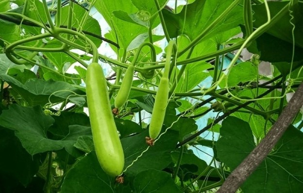 Thứ quả là "tiên dược mùa hè", siêu bổ dưỡng lại không lo tăng cân - Ảnh 2.