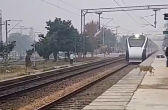 Chú chó thoát chết thần kỳ trước hai đoàn tàu đang chạy với tốc độ cao - Ảnh 1.