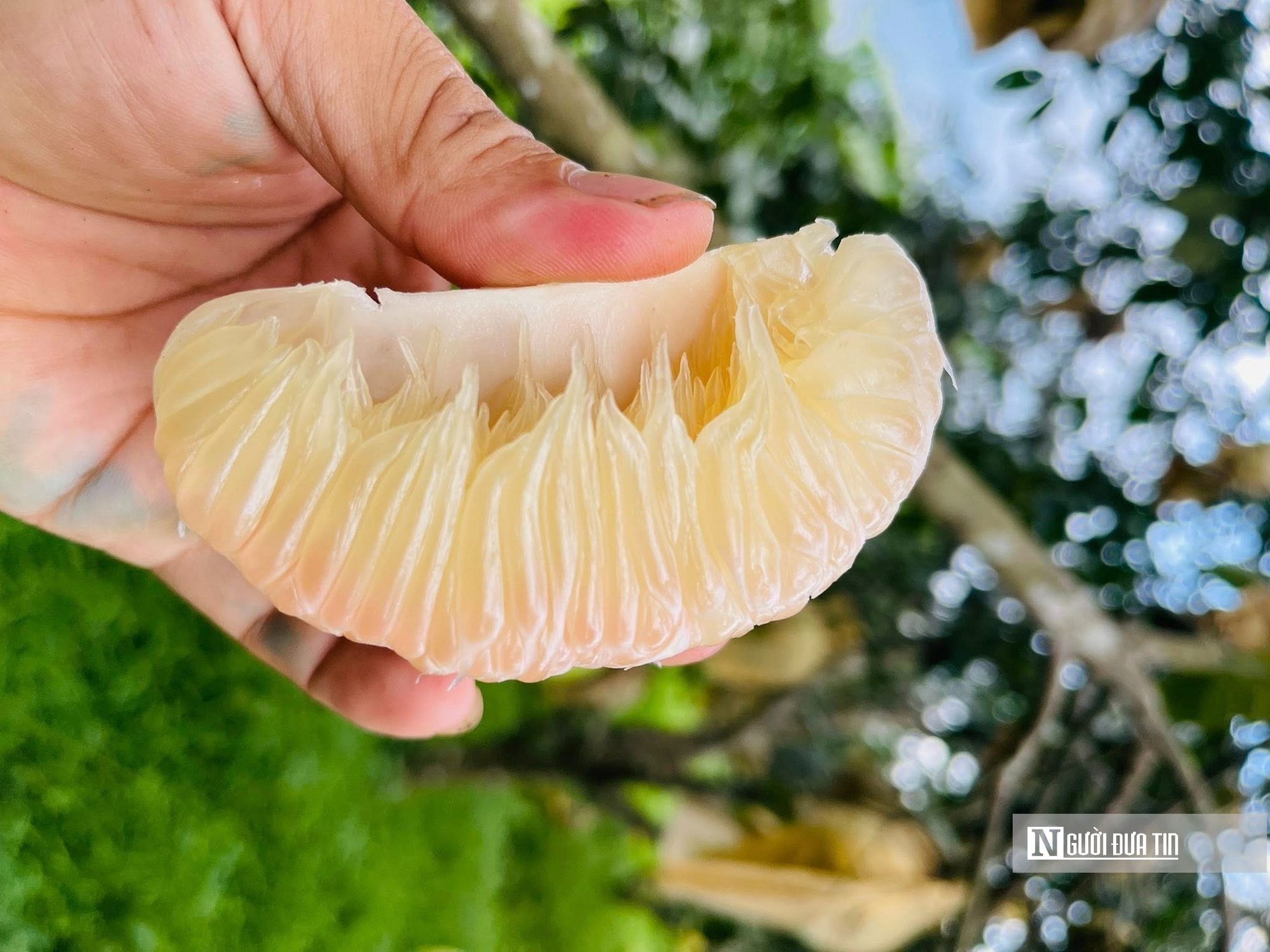 Bài 2: Quảng bá sản phẩm trên nền tảng số, mở rộng thị trường “đệ nhất danh quả” Hà Tĩnh - Ảnh 3.