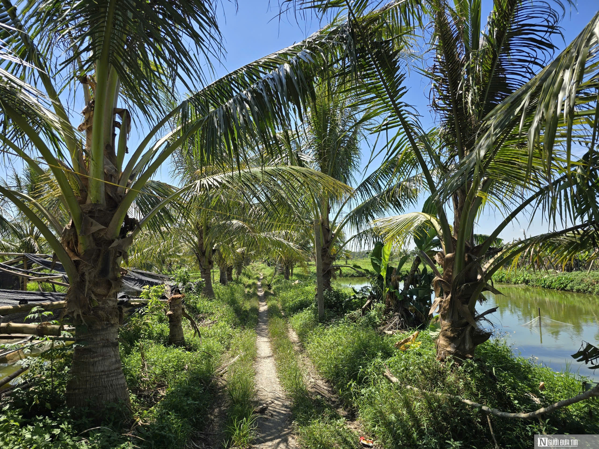 Người nông dân nuôi con đặc sản "hiền như đất" trong ao, thu tiền tỷ mỗi năm- Ảnh 3. Người nông dân nuôi con đặc sản "hiền như đất" trong ao, thu tiền tỷ mỗi năm- Ảnh 3.
