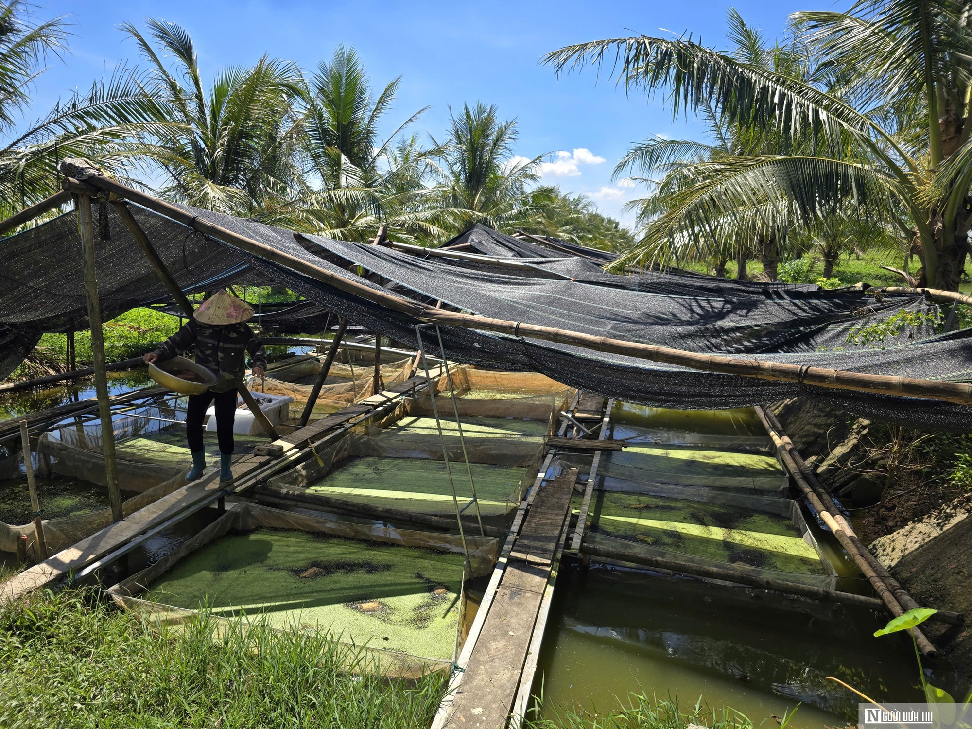 Người nông dân nuôi con đặc sản "hiền như đất" trong ao, thu tiền tỷ mỗi năm- Ảnh 8. Người nông dân nuôi con đặc sản "hiền như đất" trong ao, thu tiền tỷ mỗi năm- Ảnh 8.