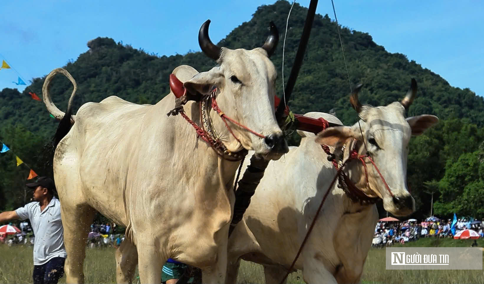 Nghẹt thở cuộc so tài chung kết tại Lễ hội đua bò An Giang- Ảnh 3.