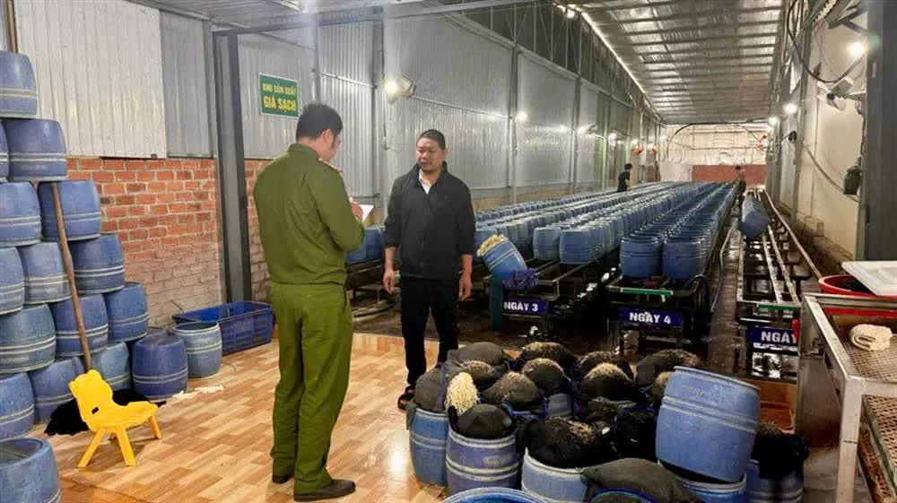 Vụ sản xuất hơn 10.000kg giá đỗ bằng chất cấm: Nhóm bị cáo lĩnh án tù  - Ảnh 2.