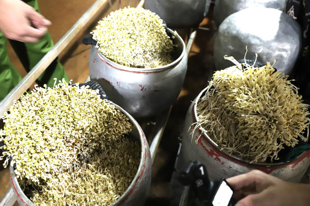 Hà Tĩnh: Lại phát hiện cơ sở dùng “nước kẹo” sản xuất giá đỗ bán ra thị trường- Ảnh 2.