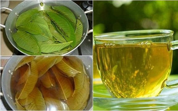 Đừng chỉ ăn quả, lá loại cây này quý như "nhân sâm của người nghèo", nhiều người không biết thường bỏ phí - Ảnh 3.