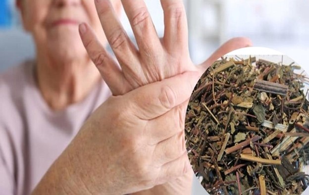 Loại thảo dược mọc hoang nhiều nơi, rất tốt trong điều trị đau nhức xương khớp - Ảnh 3.