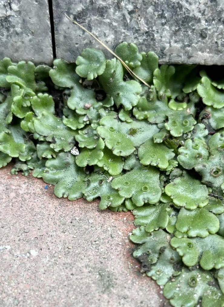 Loại cây mọc dại ở nước ta trước không ai "ngó", nước ngoài có giá 400.000 đồng/kg - Ảnh 1.
