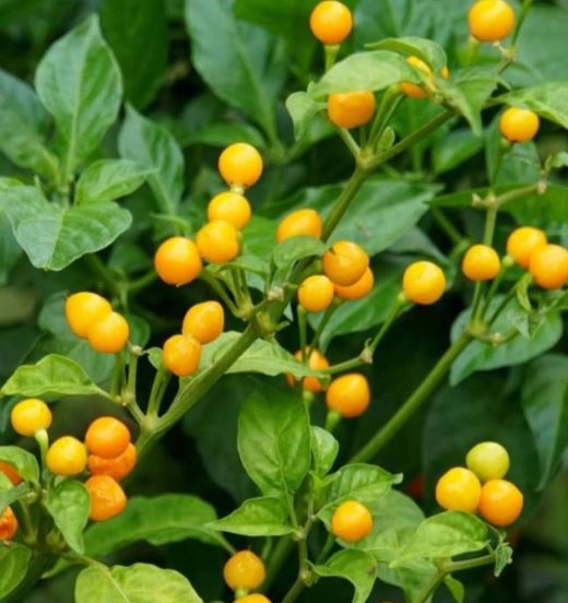 Loại quả đắt đỏ bậc nhất thế giới, 900 triệu đồng/kg, ở Việt Nam có người trồng thành công - Ảnh 1.