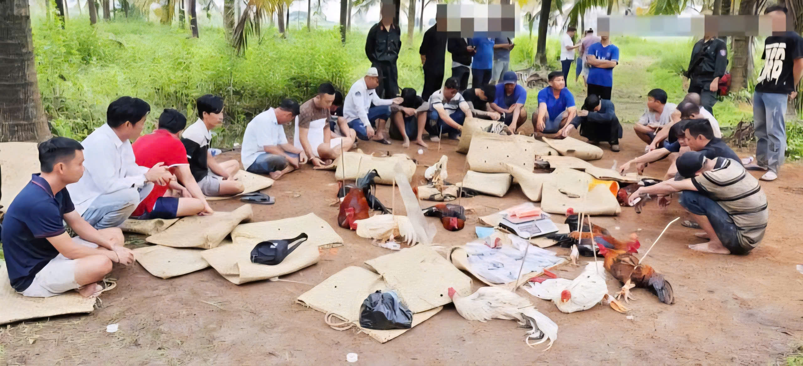 Cần Thơ truy tìm nhiều đối tượng liên quan vụ đá gà ăn tiền hơn 1,6 tỷ đồng- Ảnh 3.