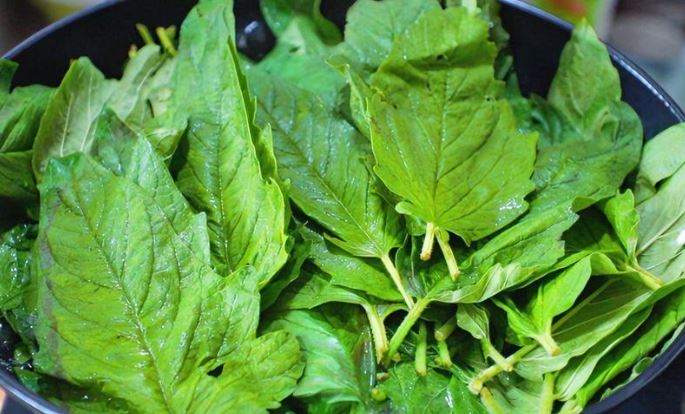 Cây người Việt thường chỉ ăn hạt, không ngờ lá cũng "quý như nhân sâm của người nghèo", ở quê mọc um tùm- Ảnh 2. Cây người Việt thường chỉ ăn hạt, không ngờ lá cũng "quý như nhân sâm của người nghèo", ở quê mọc um tùm- Ảnh 2.