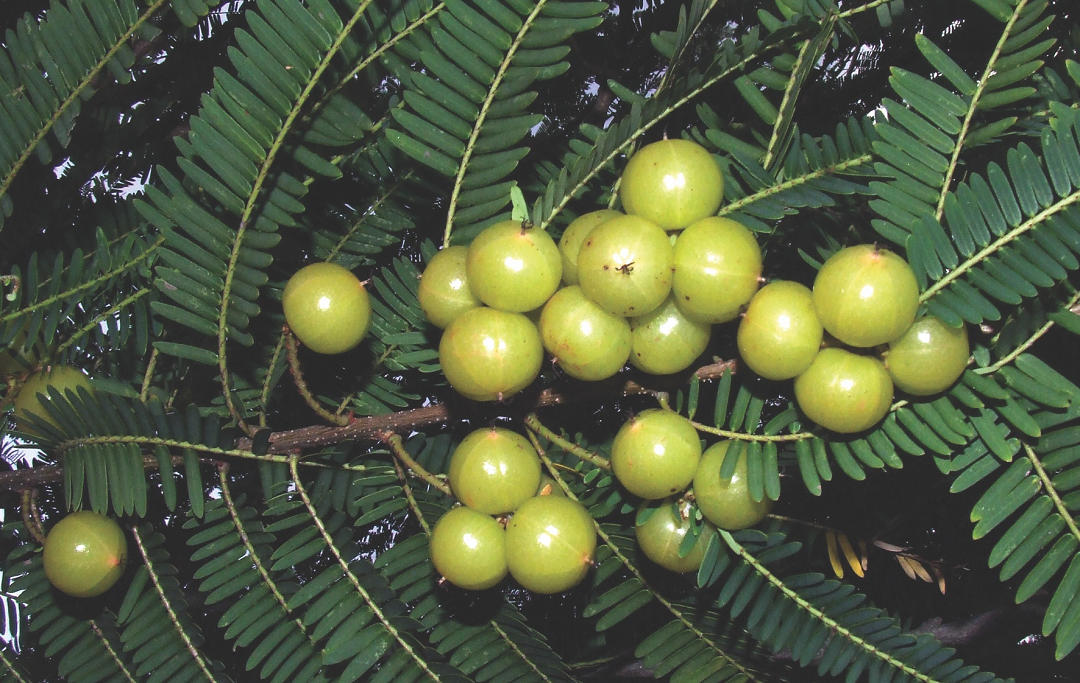 Loại quả dại xưa rụng đầy gốc, nhặt về chế biến kiểu này "hái ra tiền" nửa triệu/kg- Ảnh 1. Loại quả dại xưa rụng đầy gốc, nhặt về chế biến kiểu này "hái ra tiền" nửa triệu/kg- Ảnh 1.