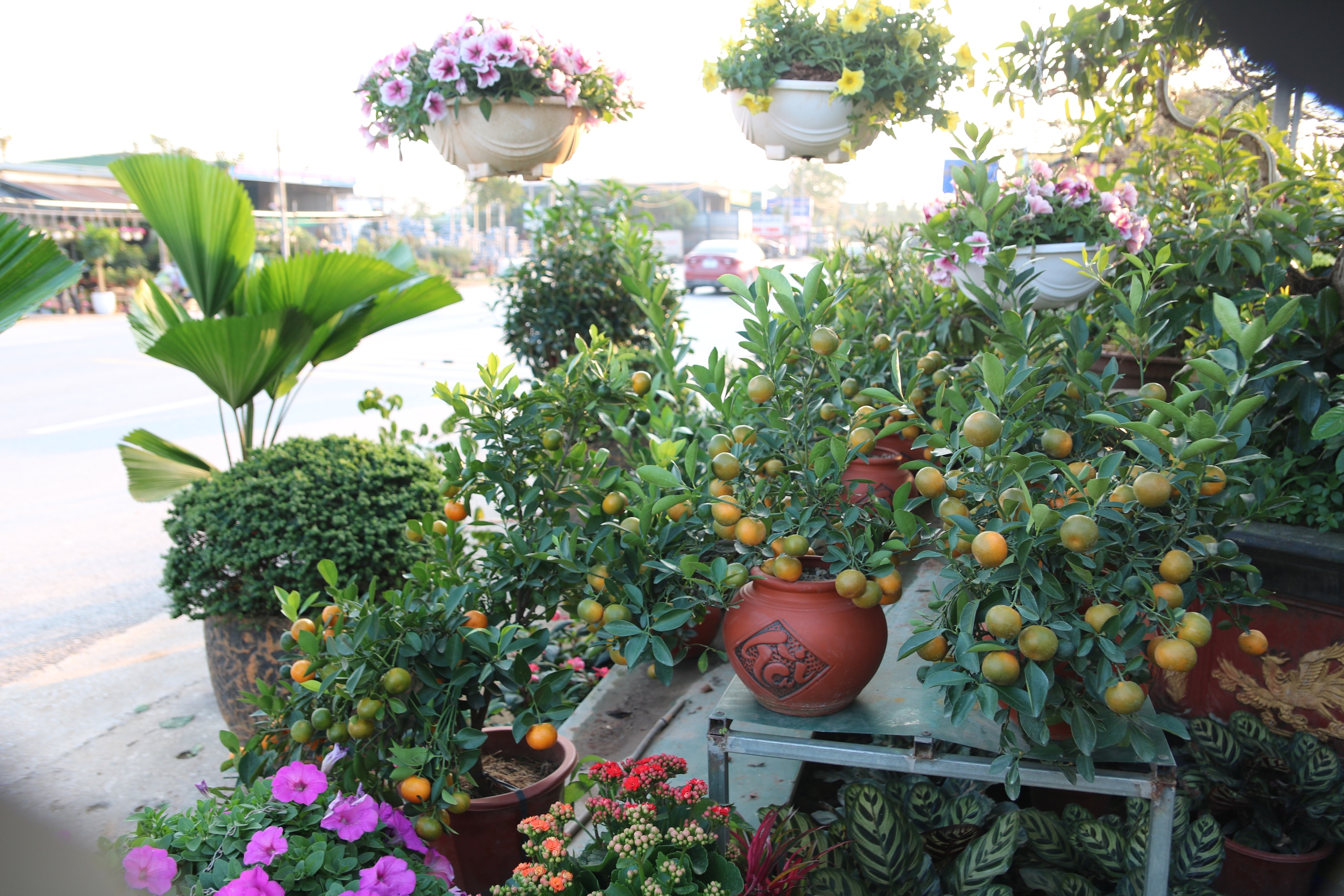 Nghệ An: Thị trường hoa c&acirc;y cảnh Tết đ&atilde; khởi động, người d&acirc;n "tranh thủ" đ&oacute;n xu&acirc;n sớm- Ảnh 13.