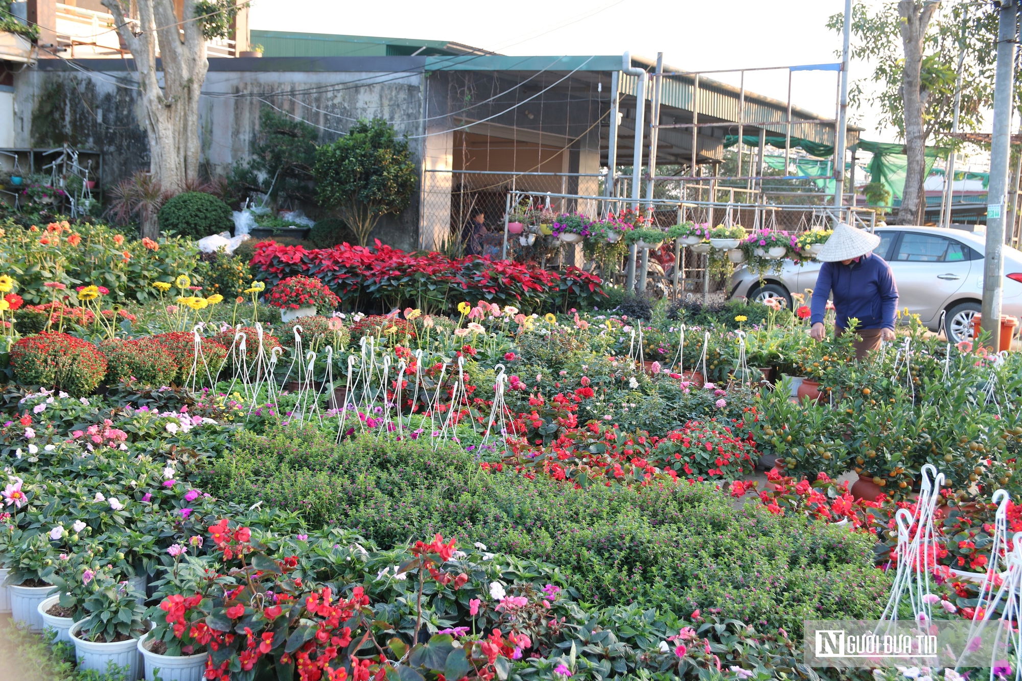 Nghệ An: Thị trường hoa c&acirc;y cảnh Tết đ&atilde; khởi động, người d&acirc;n "tranh thủ" đ&oacute;n xu&acirc;n sớm- Ảnh 1.